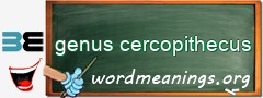 WordMeaning blackboard for genus cercopithecus